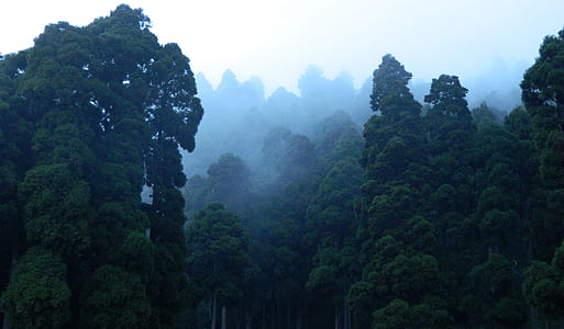 Photography of Forest thumbnail