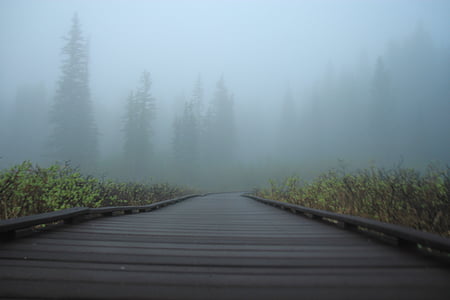 wooden pathway leading to foggy forest thumbnail