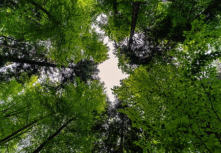 worm's eye view photography of green trees thumbnail