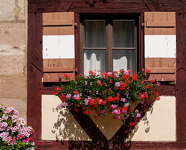 red and pink flowers on window at daytime thumbnail