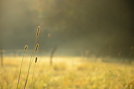selective focus of grass at daytime thumbnail