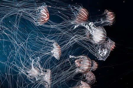 photography of jellyfish thumbnail
