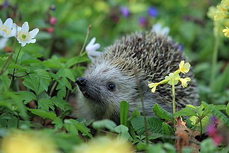brown hedgehog on flowers at daytime thumbnail
