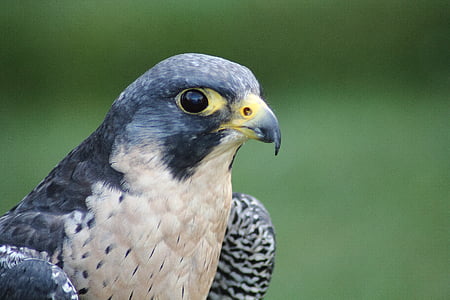 macro photography of falcon thumbnail