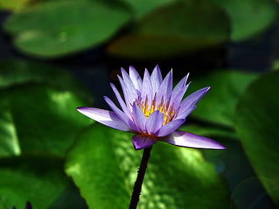 closeup photography of purple lotus flower thumbnail