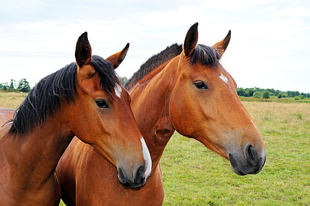 two brown horses thumbnail