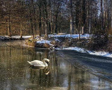 swan surrounded by bare trees thumbnail