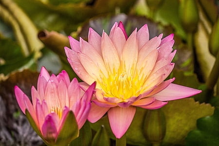 close-up photography of pink water lily flower thumbnail
