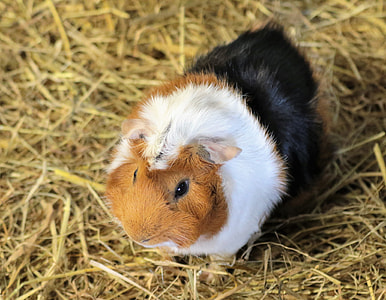 white, beige, and black guinea pig on beige hay thumbnail