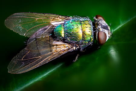 macro photo of bottle fly on green leaf thumbnail
