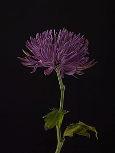 close-up photography of purple petaled flower thumbnail