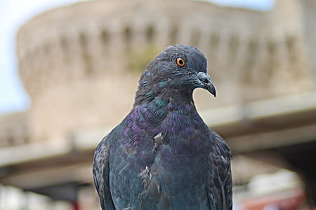 selective focus photography of gray pigeon thumbnail