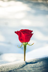 photography of red rose thumbnail