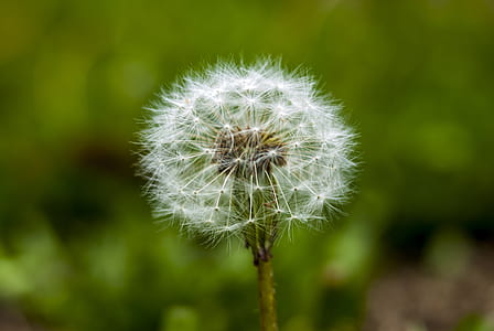 white dandelion flower thumbnail