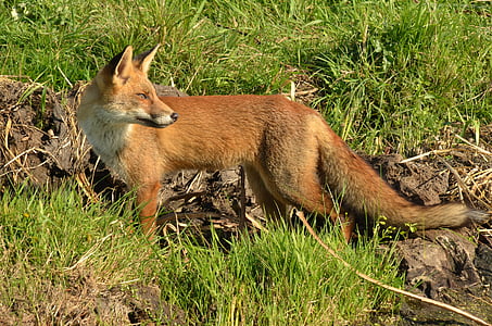 brown fox between grass during daytime thumbnail