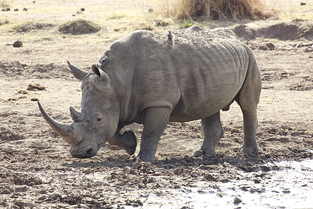 gray rhinoceros on mud thumbnail