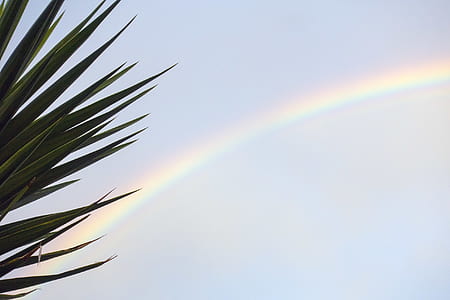 green plants outdoor and rainbow thumbnail