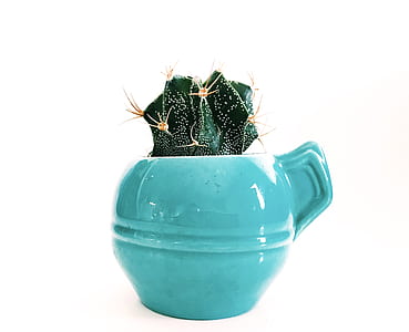 green cactus plant in teal vase thumbnail