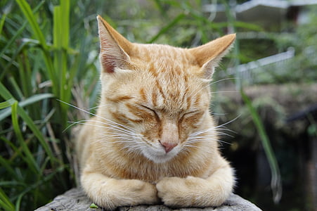 orange tabby cat sleeping on rock surrounded with grass thumbnail