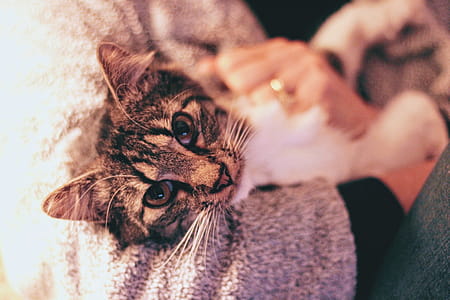 Close-Up Photography of Tabby Cat thumbnail