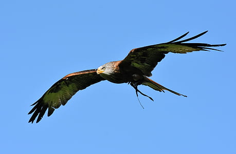 American bald eagle thumbnail