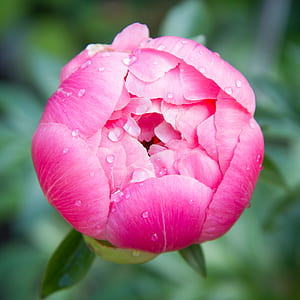 in bloomed pink rose flower in selective focus photography thumbnail