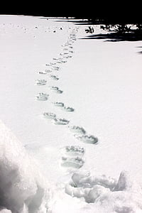 snow covered filled with footsteps thumbnail