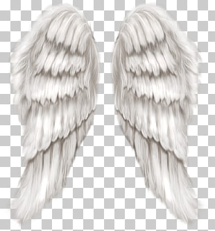 Cherub Wing Angel, White Angel Wings Transparent , white angel wings PNG clipart
