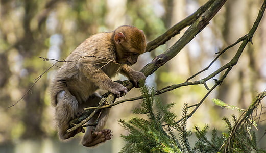 brown monkey on branch thumbnail