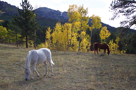 two white and brown horses eating grasses thumbnail