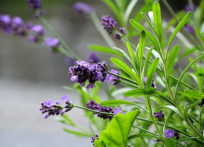 lavender flower close-up photo thumbnail