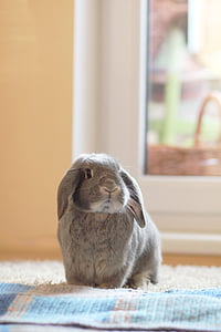 gray Holland lop thumbnail
