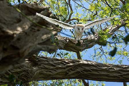 barn owl flying near on tree thumbnail