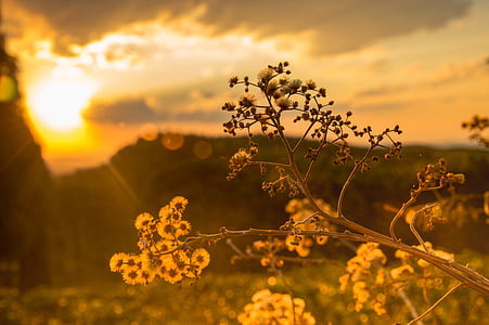 focus photography of flower under yellow sky thumbnail