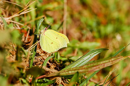 green and yellow cabbage butterfly on green leaf thumbnail