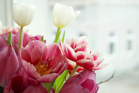 Pink Tulip Flowers thumbnail