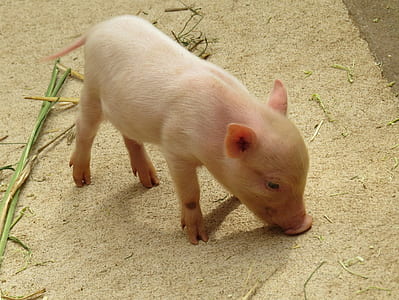 pig standing on brown soil thumbnail
