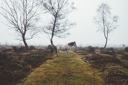 white horse near tree thumbnail