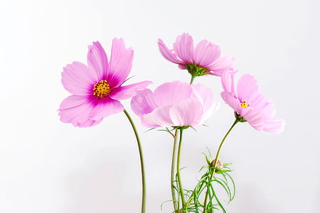 four pink and yellow flowers thumbnail