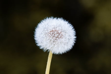 macro photography of dandelion thumbnail