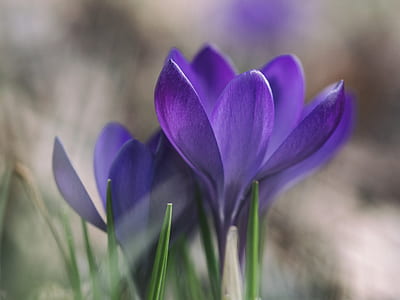 macro photography of purple flowers thumbnail