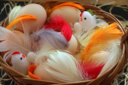 assorted eggs and feathers on nest thumbnail