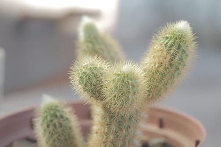 Selective Focus Photography of Green Cactus With Brown Pot thumbnail