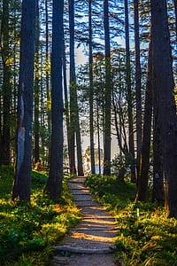 pathway in the middle of tall trees thumbnail