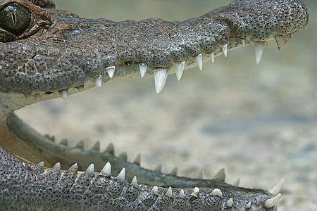 close-up photo of crocodile thumbnail