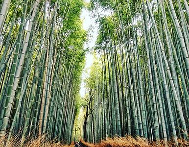 bamboo trees thumbnail