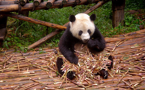 white panda eating bamboos while sitting on bamboos thumbnail