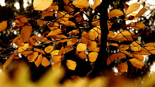 closeup photography of brown leafed plant thumbnail