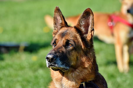 selective focus photography of adult black and tan German shepherd thumbnail