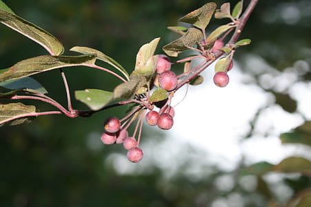 pink fruits thumbnail